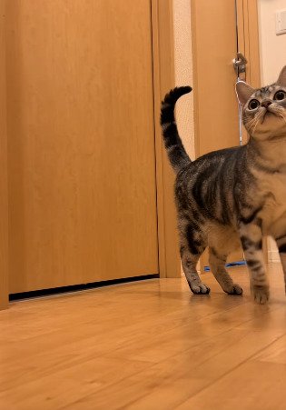 廊下で立ち止まり、上を見つめるジャックくん