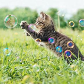 猫と『遊ぶときに守りたいルール』5選　頻度や時間はどれぐらいがいいの？