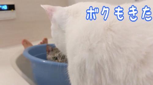 桶に入るマロちゃんの前へやってきたチロくん