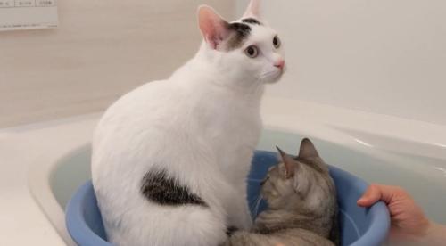 マロちゃんと一緒に桶へ入るチロくん
