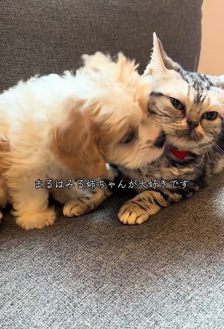 身を寄せ合う犬と猫