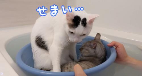 小さな桶に2匹で入るマロちゃんとチロくん