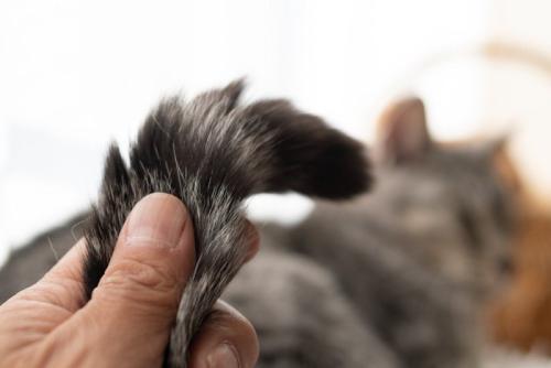 猫のしっぽを触っている手