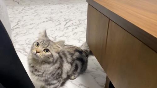 見上げる猫