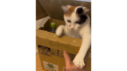 ダンボールにいる猫