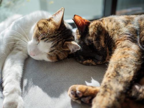 頭をくっつけ合って眠る2匹の猫
