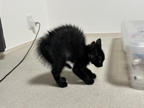背中を丸めて威嚇する子猫