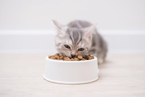 夢中になって食べる子猫