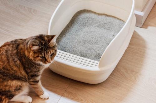トイレと猫