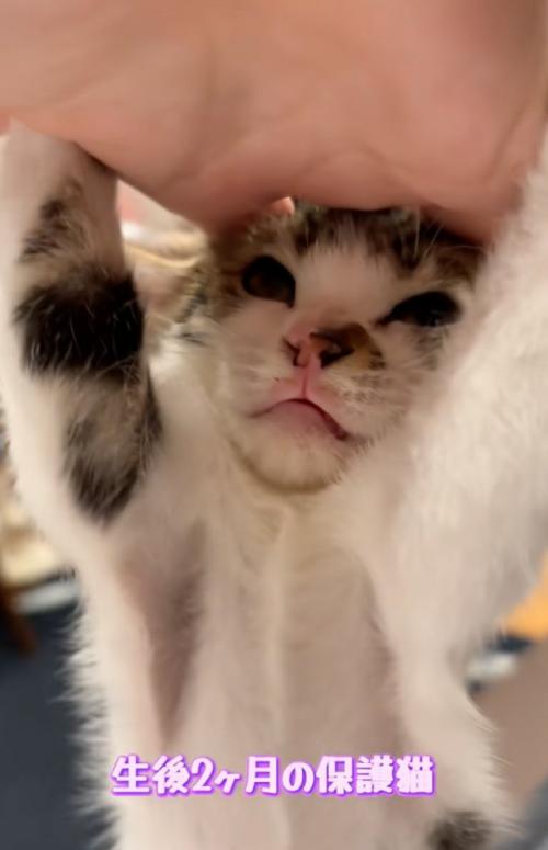 拒否する子猫の顔