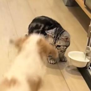 大好きな猫を見つけた犬が『勢いよく突進』した結果…尊すぎる光景が30万再生「かわいい世界すぎる」「シルエットが同じ」