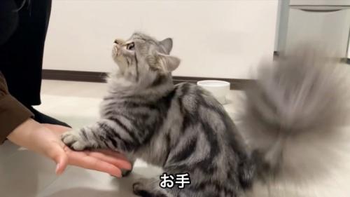 お手をする猫