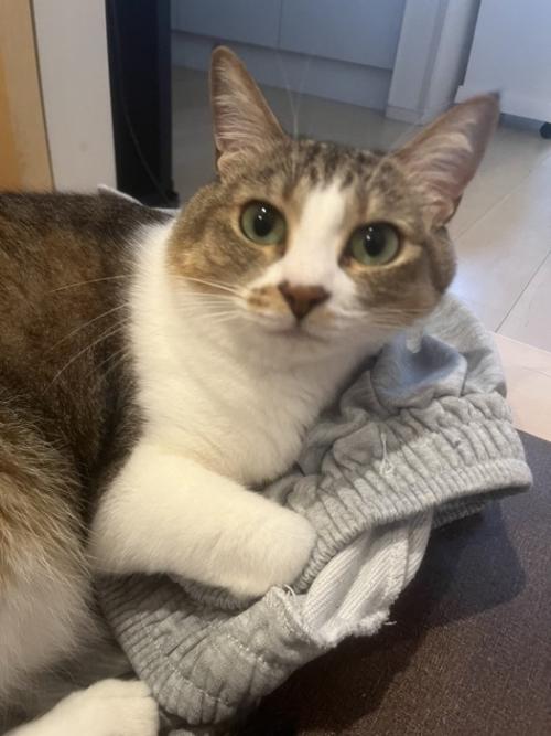 ズボンに乗って目を輝かせている猫の様子