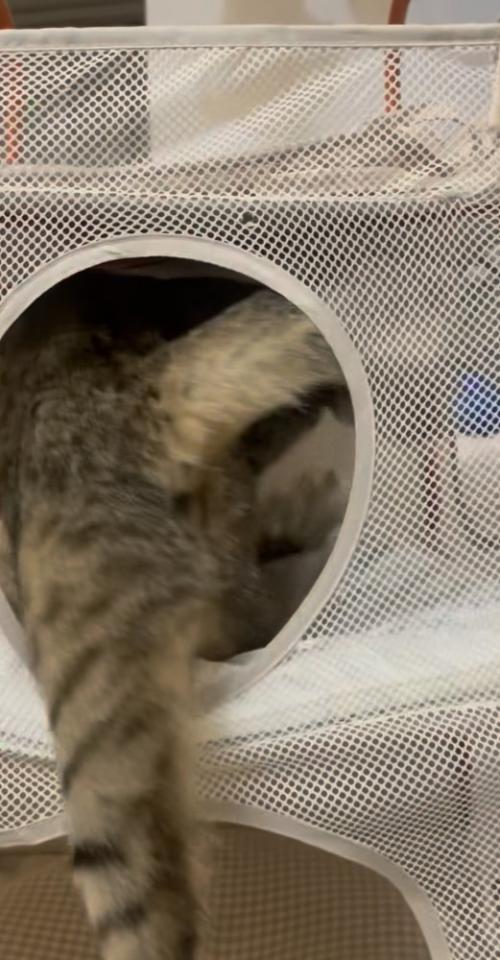 飼い主に気付いて慌てる2匹の保護猫