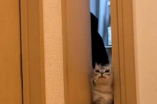少し開いたドアの隙間から顔をのぞかせるジャックくん