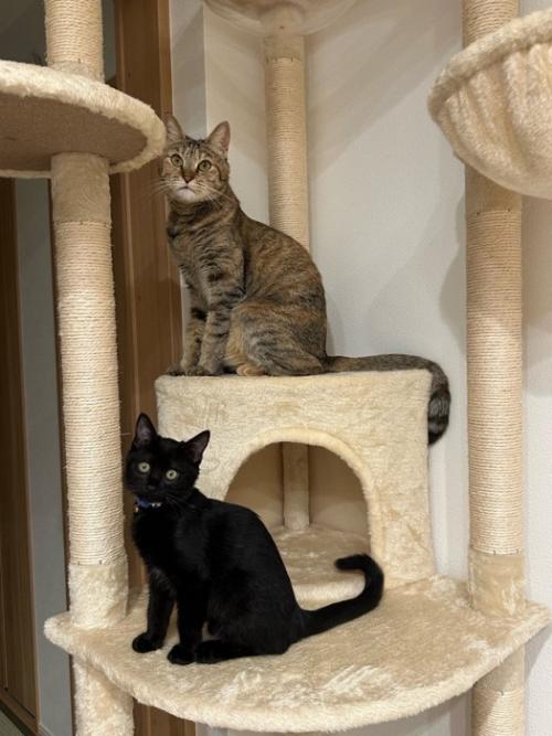 キャットタワーに乗る2匹の猫