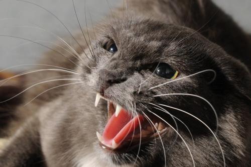 耳を伏せてないている猫