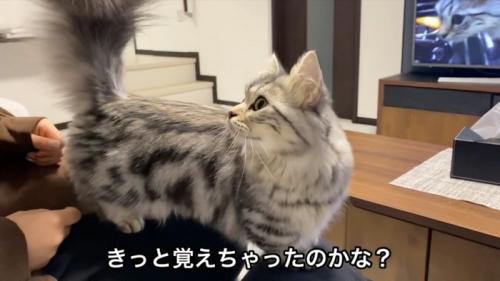 見る猫