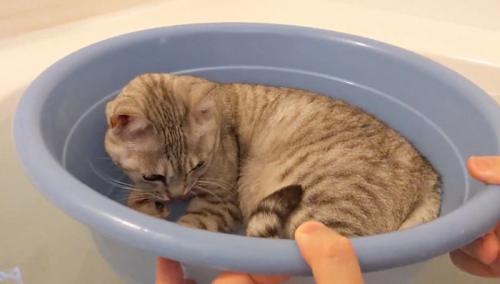 ひとりで桶に収まるマロちゃん