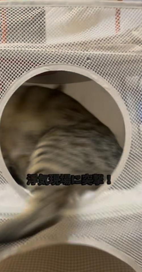 飼い主に気付いて慌てる2匹の保護猫