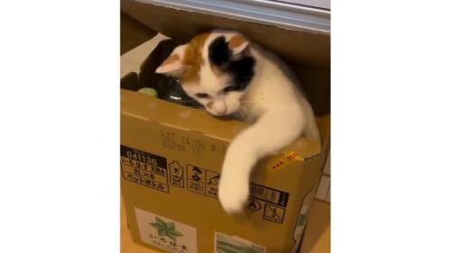 ダンボールにいる猫