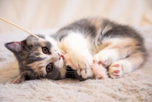猫じゃらしを噛む子猫