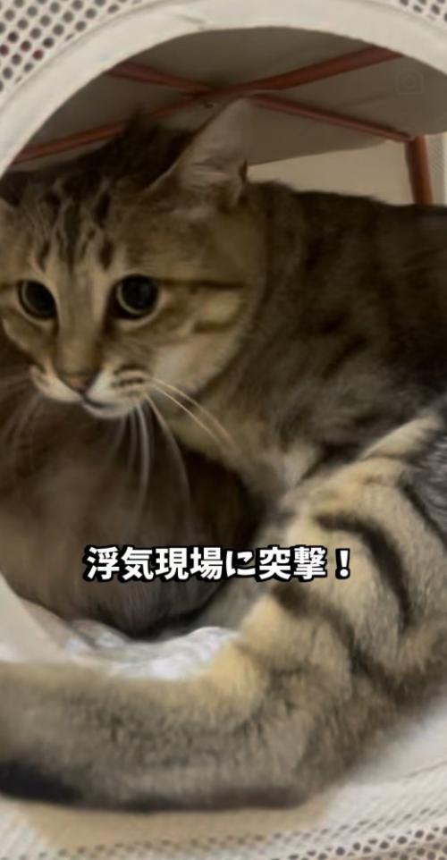 飼い主に気付いて慌てる2匹の保護猫