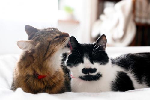 仲良く毛づくろいをしてくつろぐ2匹の猫