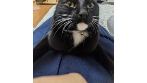 室内にいる猫