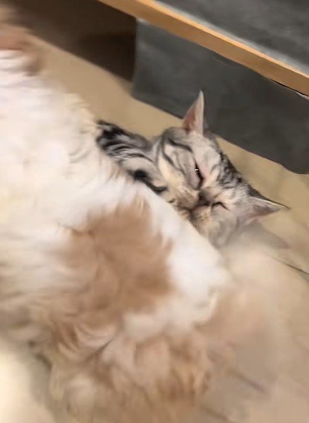 猫を押し倒す犬