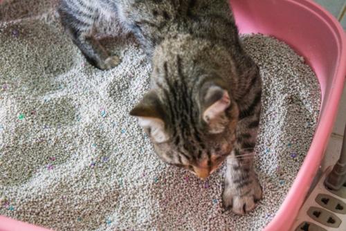 砂をかける猫