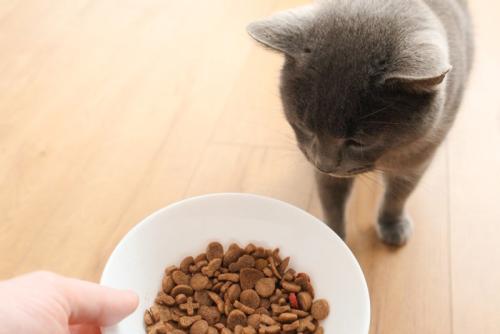 猫にご飯をあげる人