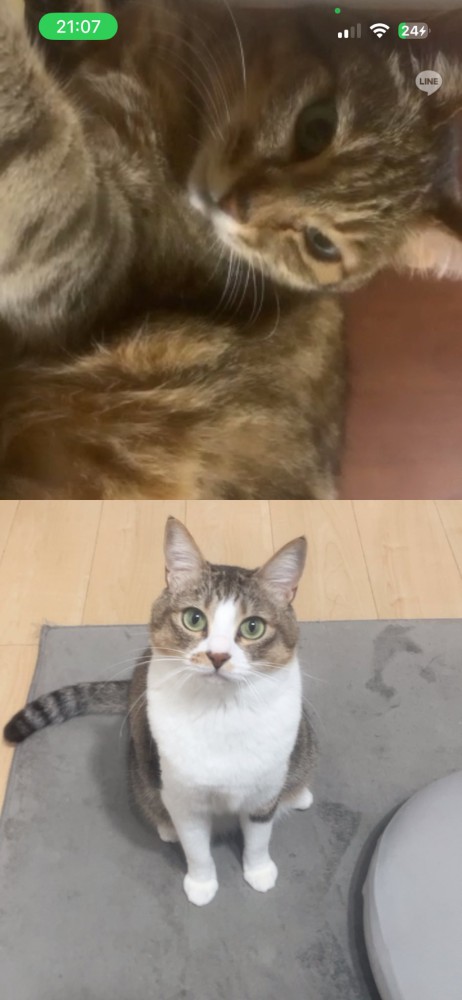 猫同士のビデオ通話の様子(キジトラとキジ白)