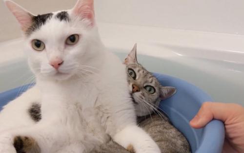 同じ桶の中で過ごすチロくんとマロちゃん