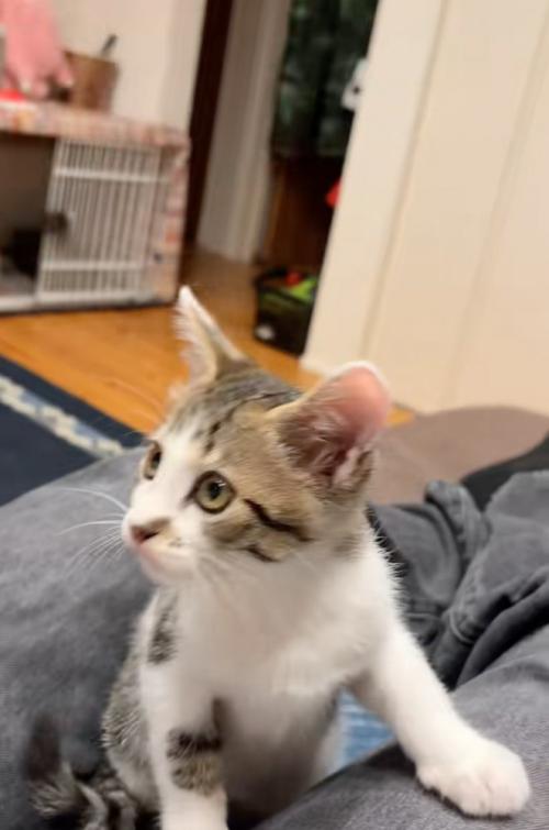 座る子猫