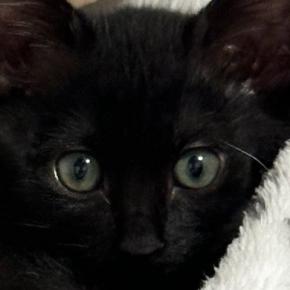 生後2か月の『毛がパヤパヤな黒猫』→1か月後には…素敵すぎる『成長ビフォーアフター』に「綺麗だー」「たまらんね」と11万表示