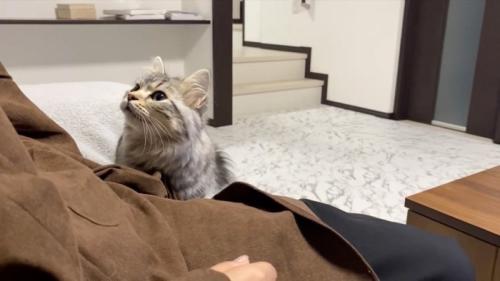 求める猫