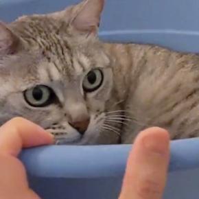 お風呂場の小さな桶でくつろぐ猫→『同居猫』がやってくると…まさかの展開に「絶望に溢れた顔で草」「気持ちが伝わってくるw」と14万再生