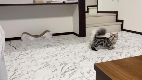 呼ぶ猫