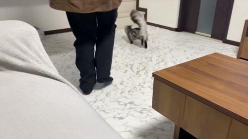 走って行く猫