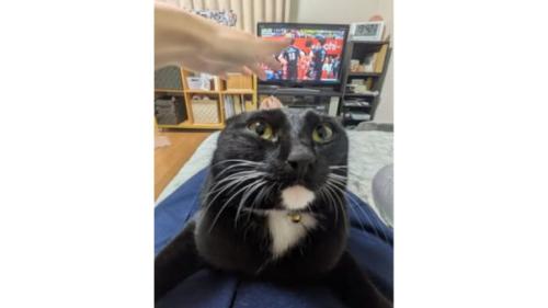 室内にいる猫