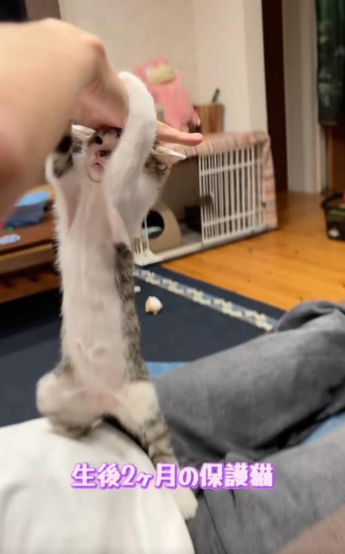 手を掴む子猫