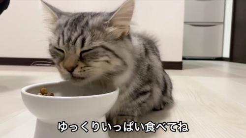 食べる猫