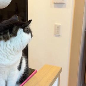 大好きな妹に『苦手な薬を塗られた猫』→2週間ぶりに再会すると…分かりやすすぎる反応に「記憶力が凄すぎる」「おもろいｗ」と12万再生