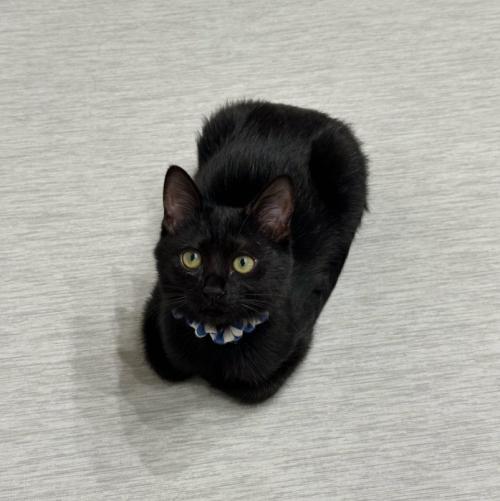 香箱座りの子猫