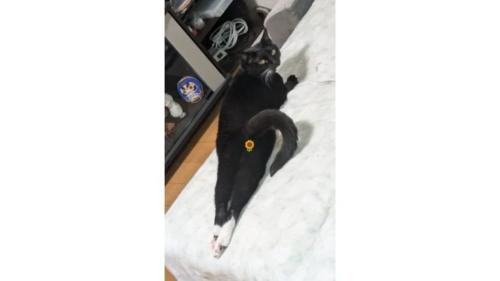 室内にいる猫