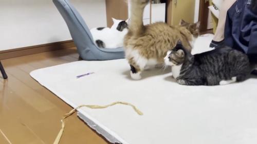 3匹