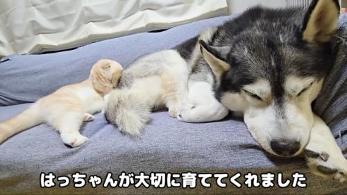 犬にくっついて寝る猫