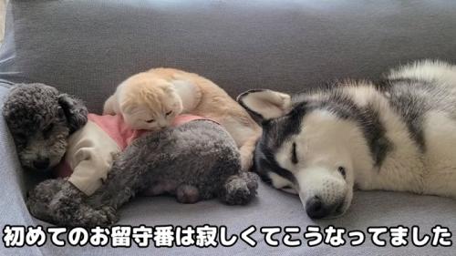 くっついて寝る2匹の犬と猫
