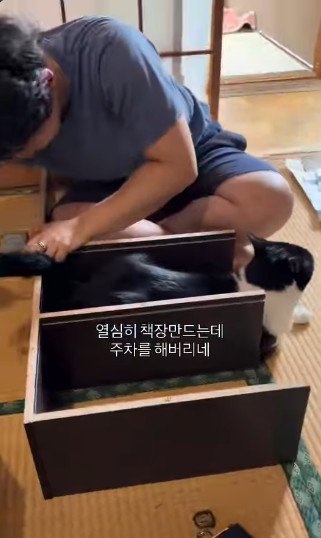 板の間に体を収める猫